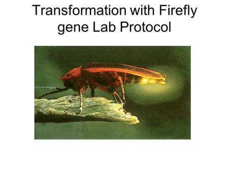 Transformation with Firefly gene Lab Protocol