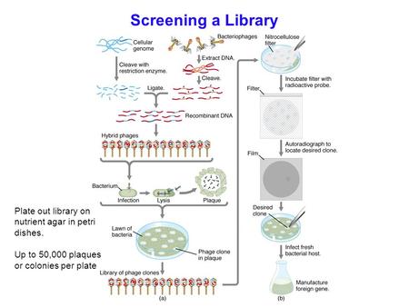 Screening a Library Plate out library on nutrient agar in petri dishes. Up to 50,000 plaques or colonies per plate.