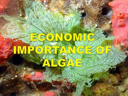 ECONOMIC IMPORTANCE OF ALGAE