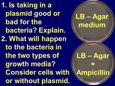 Is taking in a plasmid good or bad for the bacteria? Explain.