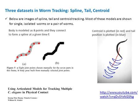 Three datasets in Worm Tracking: Spline, Tail, Centroid Below are images of spline, tail and centroid tracking. Most of these models are shown for single,