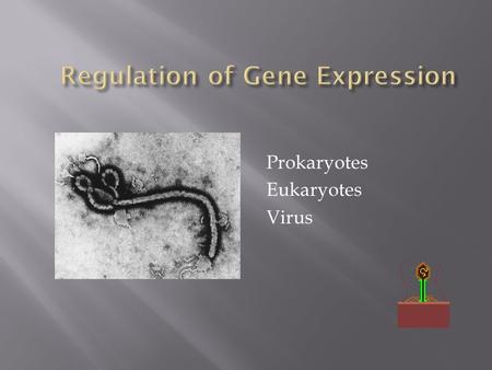 Regulation of Gene Expression