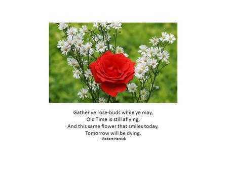 Gather ye rose-buds while ye may, Old Time is still aflying, And this same flower that smiles today, Tomorrow will be dying. - Robert Herrick.