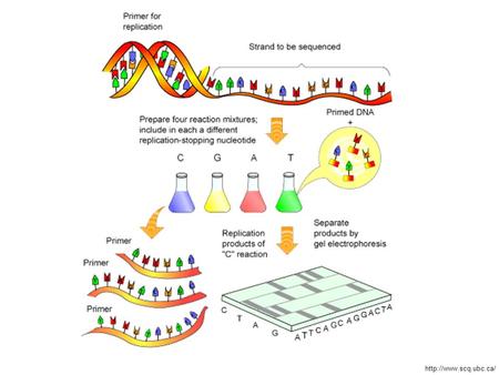 Newer method to sequence whole genomes –Uses allyl protecting group: Sequencing by Synthesis.