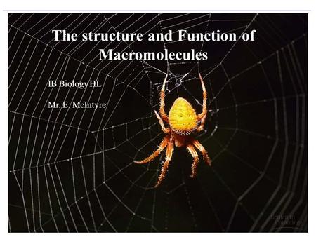 The structure and Function of Macromolecules IB Biology HL Mr. E. McIntyre.