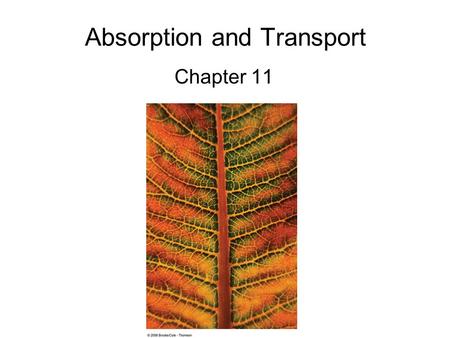 Absorption and Transport Chapter 11. Fig. 11-1, p. 164 H2OH2O product of photosynthesis (sucrose) H 2 O vapor H2OH2O mineral ions.