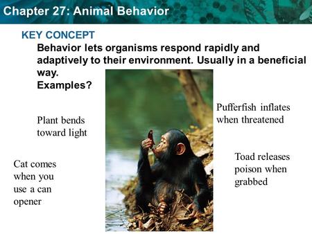 KEY CONCEPT Behavior lets organisms respond rapidly and adaptively to their environment. Usually in a beneficial way. Examples? Pufferfish inflates when.