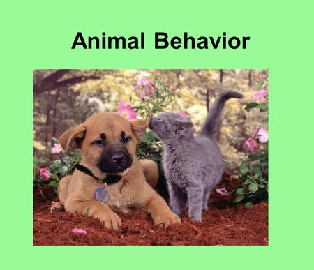 Animal Behavior.