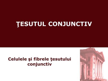 ŢESUTUL CONJUNCTIV Celulele şi fibrele ţesutului conjunctiv.