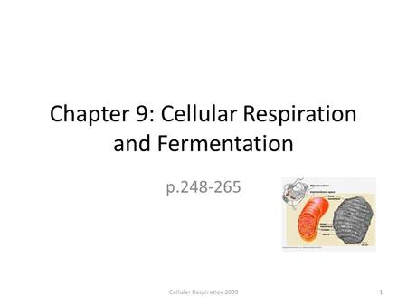 Chapter 9: Cellular Respiration and Fermentation