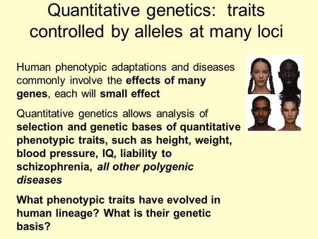 Quantitative genetics: traits controlled by alleles at many loci