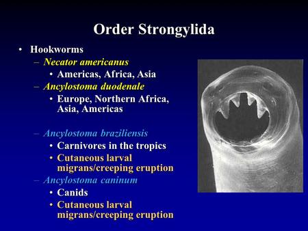 Order Strongylida Hookworms Necator americanus Americas, Africa, Asia