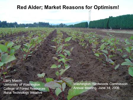 Red Alder; Market Reasons for Optimism! Larry Mason University of Washington College of Forest Resources Rural Technology Initiative Washington Hardwoods.