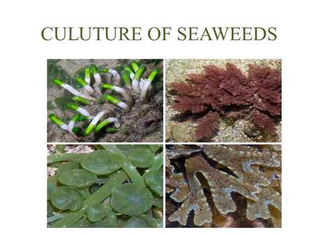 CULUTURE OF SEAWEEDS.