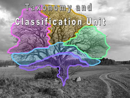 The entire Taxonomy and Classification Unit includes… Six Part 3000+ Slide PowerPoint Presentation full of built-in activities with instructions and questions,