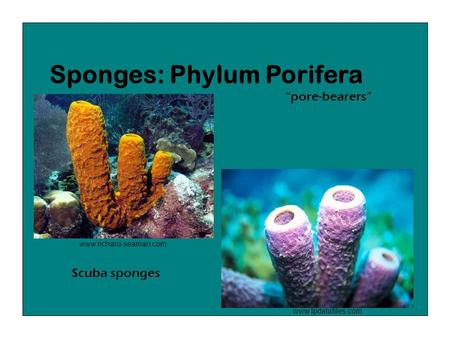 Sponges: Phylum Porifera www.lpdatafiles.com Scuba sponges www.richard-seaman.com “pore-bearers”