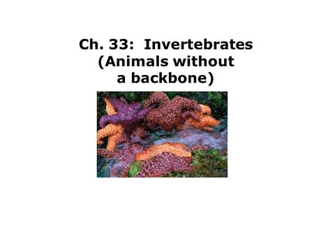 Ch. 33: Invertebrates (Animals without a backbone)