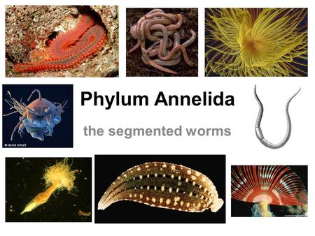 Phylum Annelida the segmented worms