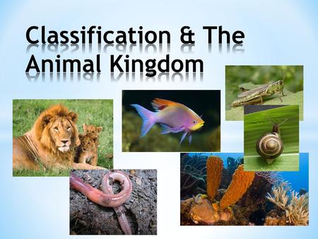 Classification & The Animal Kingdom