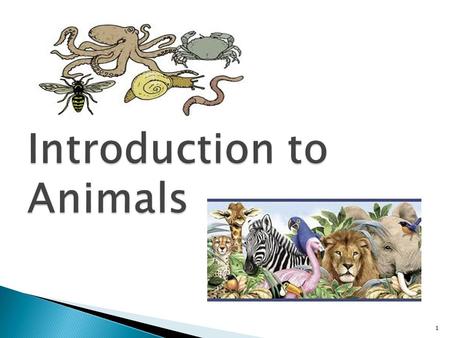 1.  All organisms in this kingdom have these common characteristics: ◦ Multicellular ◦ Eukaryotes ◦ No cell wall- unlike fungi, plants, bacteria ◦ Heterotrophs–