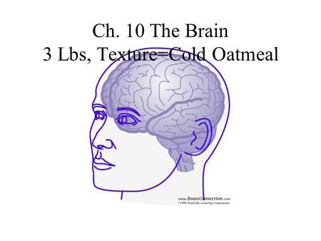 Ch. 10 The Brain 3 Lbs, Texture=Cold Oatmeal