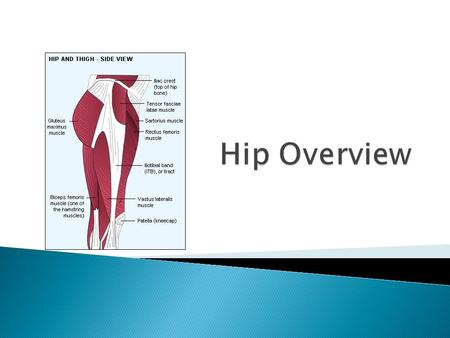 Hip Overview.