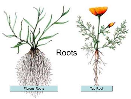 Roots Fibrous RootsTap Root. 1 = emerging lateral root, 2 = lateral root primordium, 3 = root hair nearly fully grown, 4 = mature vessel element, 5 =