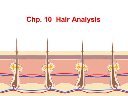 PLEASE DO NOW How many hairs does the average person have on his/her head? All Brown hair Red hair Blond hair What information can a forensic scientist.