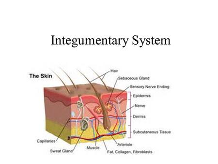 Integumentary System. Integumentary System : Skin skin is the ________ ________ in the body. Also included are the ______________organs: hair, _________.