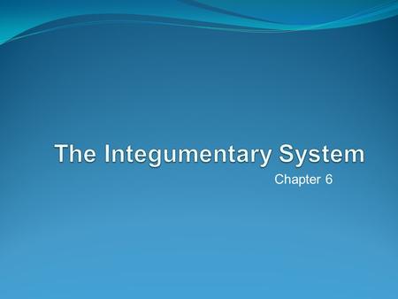 Chapter 6. Functions o protection (vestigial) o sexual attraction o insulation (head loses most of heat)