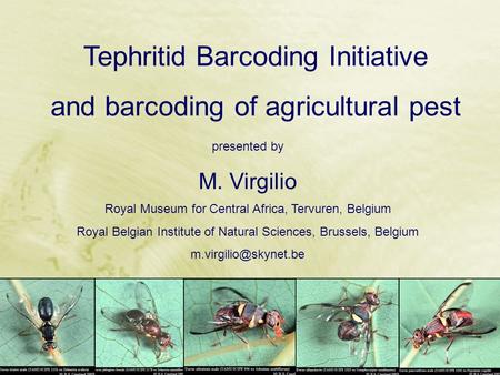 Presented by M. Virgilio Royal Museum for Central Africa, Tervuren, Belgium Royal Belgian Institute of Natural Sciences, Brussels, Belgium