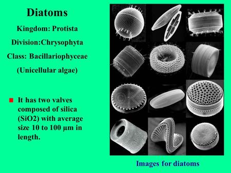 Division:Chrysophyta Class: Bacillariophyceae