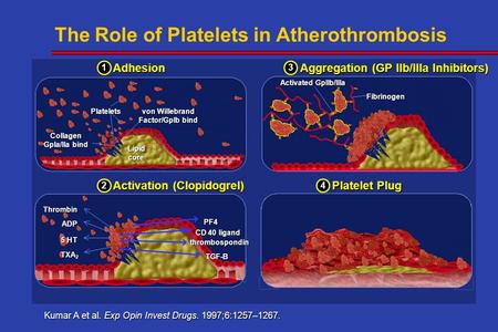 The Role of Platelets in Atherothrombosis Kumar A et al. Exp Opin Invest Drugs. 1997;6:1257–1267. Adhesion Aggregation (GP IIb/IIIa Inhibitors) Fibrinogen.