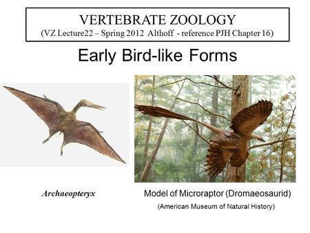 Early Bird-like Forms Archaeopteryx