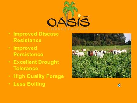 Improved Disease Resistance Improved Persistence Excellent Drought Tolerance High Quality Forage Less Bolting.