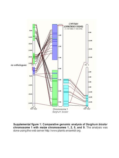 CYP79A1 (GRMZM2G138248) (1.131.660-1.134.016) Chromosome 1 Sorghum bicolor no orthologues Supplemental figure 1: Comparative genomic analysis of Sorghum.