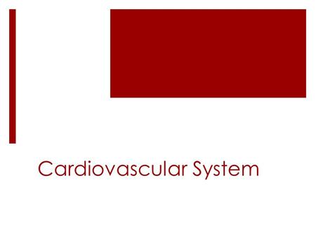 Cardiovascular System