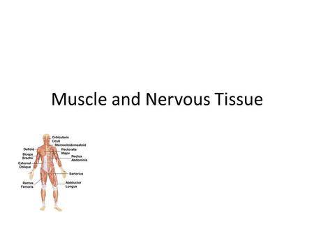 Muscle and Nervous Tissue. Muscle Tissue Slide 3.64 Copyright © 2003 Pearson Education, Inc. publishing as Benjamin Cummings  Made up of muscle cells.