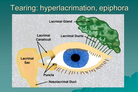 Tearing: hyperlacrimation, epiphora