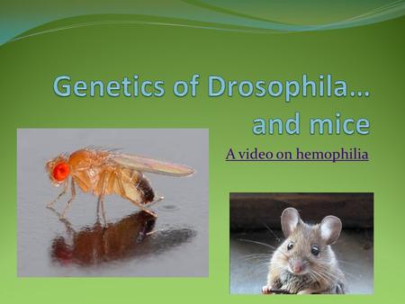 A video on hemophilia. Determine the mode of inheritance Dominant or Recessive – do this first Autosomal or sex linked If there are 2 traits: Linked or.