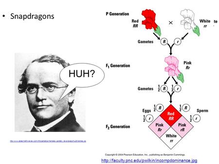 HUH? Snapdragons http://faculty.pnc.edu/pwilkin/incompdominance.jpg http://www.dobermann-review.com/info/genetics/mendels_genetic_laws/Gregor%20Mendel.jpg.