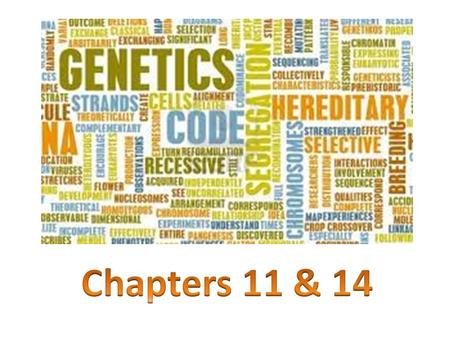 1. Who is named the “Father of Genetics?” 2. Why did he use pea plants?