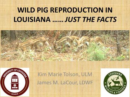 WILD PIG REPRODUCTION IN LOUISIANA …… JUST THE FACTS Kim Marie Tolson, ULM James M. LaCour, LDWF.