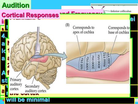 Audition Exit Home BASIM ZWAIN LECTURE NOTES BASIM ZWAIN LECTURE NOTES Background & Structure of Auditory System Audition 1. Sense of hearing 2. Mechanisms.