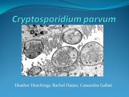 Cryptosporidium parvum