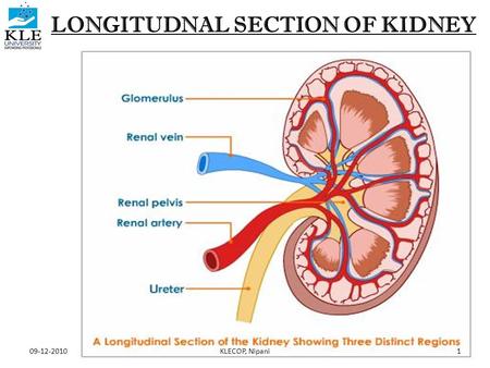 LONGITUDNAL SECTION OF KIDNEY 09-12-20101KLECOP, Nipani.