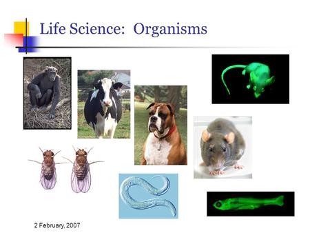 2 February, 2007 Life Science: Organisms. 2 February, 2007 Genomics “The genetic blueprints of all people generally have the same information, with approximately.