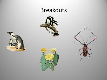 Breakouts. Penguins: Skunks: Cacti: Beetles: Classroom A - Suzanne Classroom C - Chris Lecture Hall 2 - Connie Ward Lecture Hall - Marie (Theme: Content.