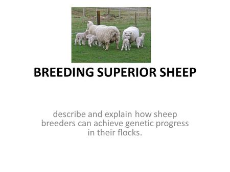 BREEDING SUPERIOR SHEEP describe and explain how sheep breeders can achieve genetic progress in their flocks.