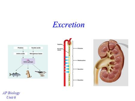 Excretion AP Biology Unit 6.